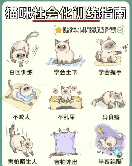 新到家的猫咪胆小怕人该怎么亲近它?