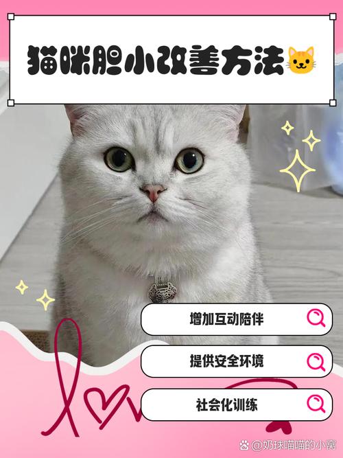 猫咪到家后很胆小怎么办?