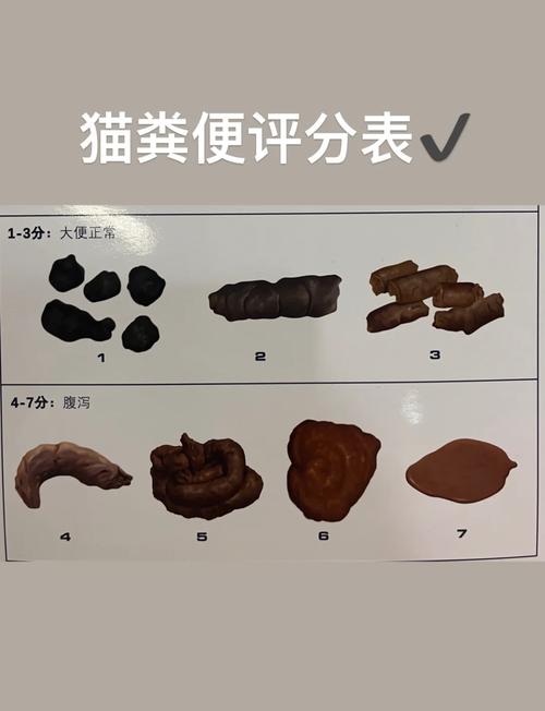 猫咪正常的便便