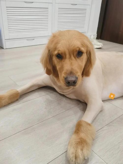 狗狗得皮肤病能剔毛吗?