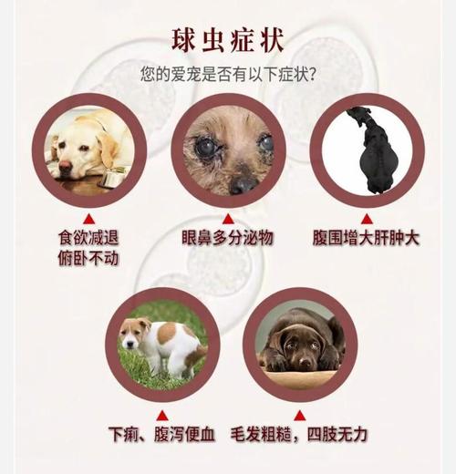 狗狗怎么查球虫感染
