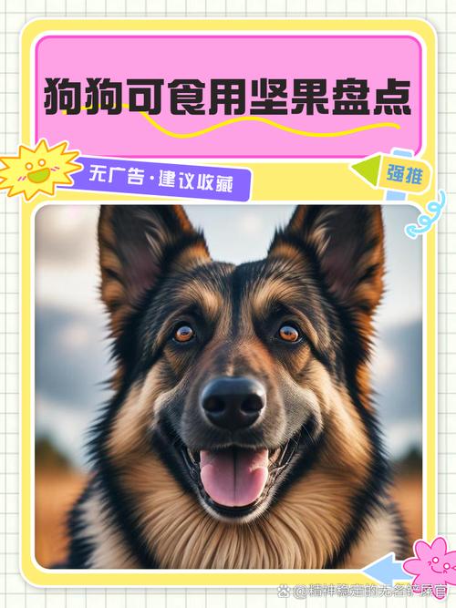 狗能不能吃松子坚果类食物对狗狗来说都不合适!