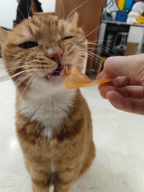猫能吃即食燕麦片吗