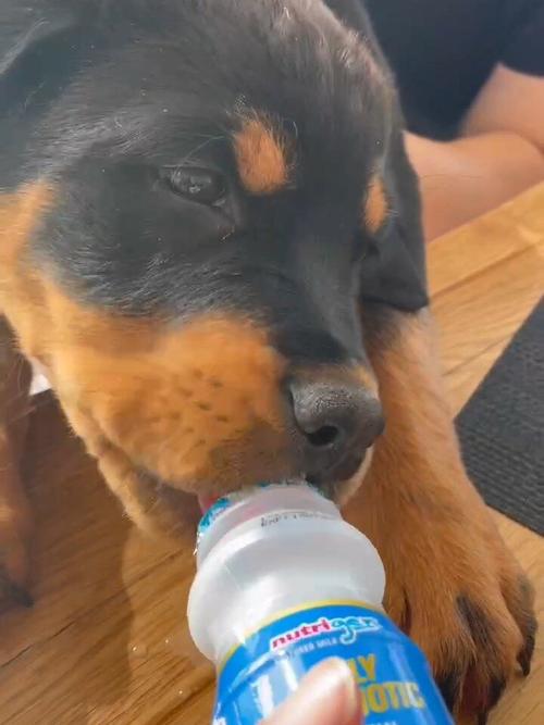 小狗能喝养乐多吗