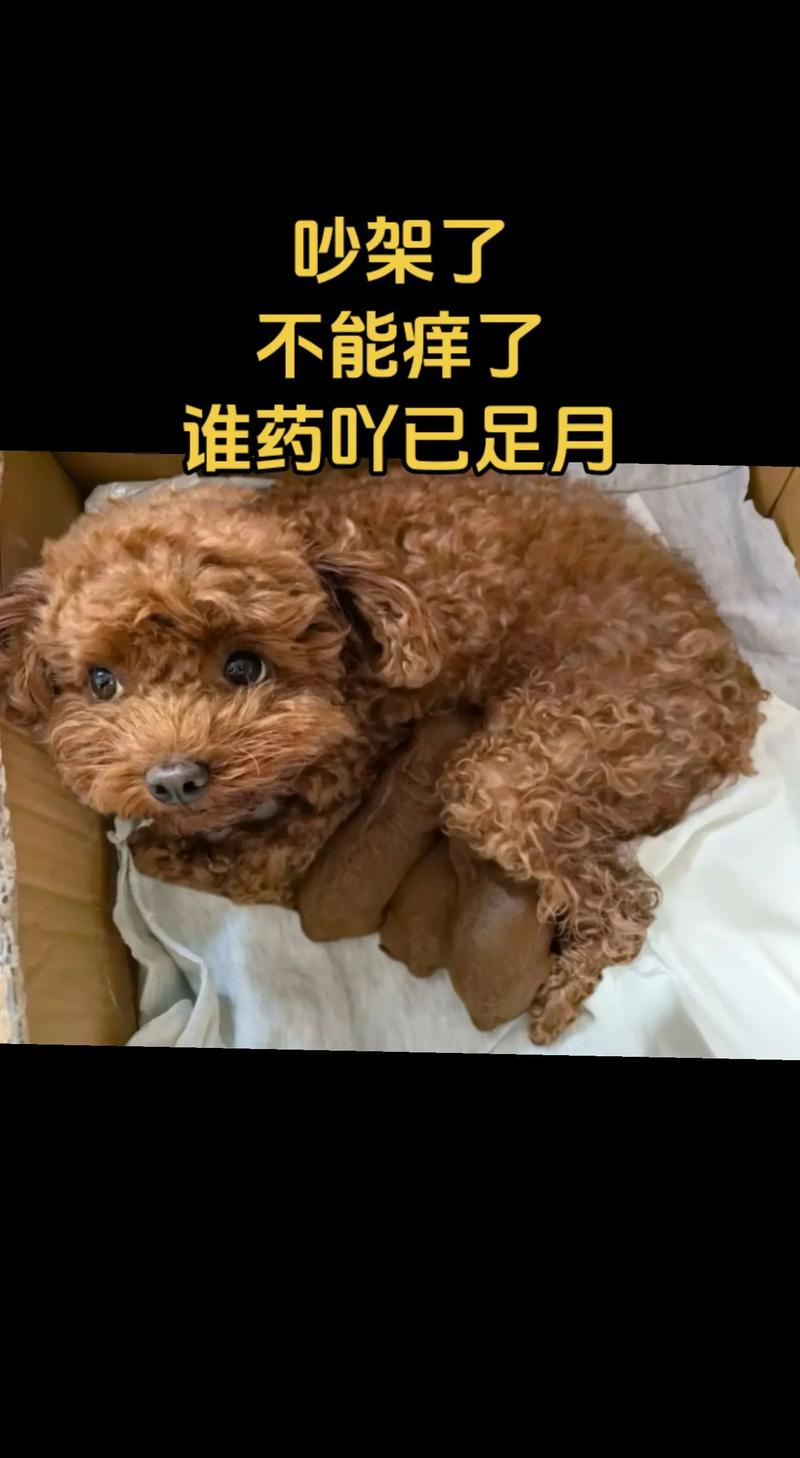 给狗狗喝哪种酸奶好呢