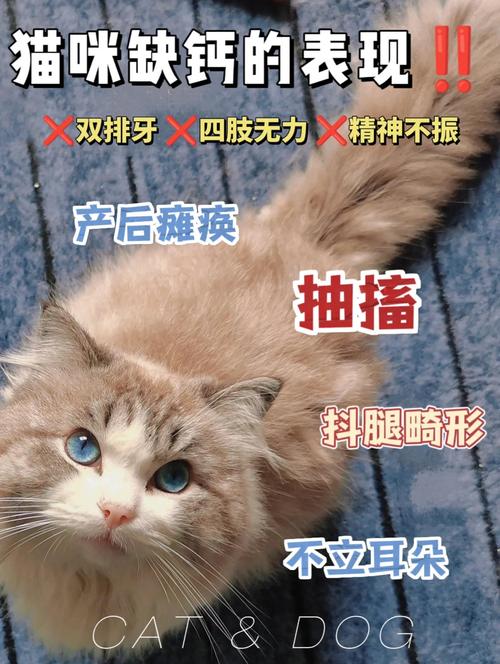猫咪严重缺钙的症状