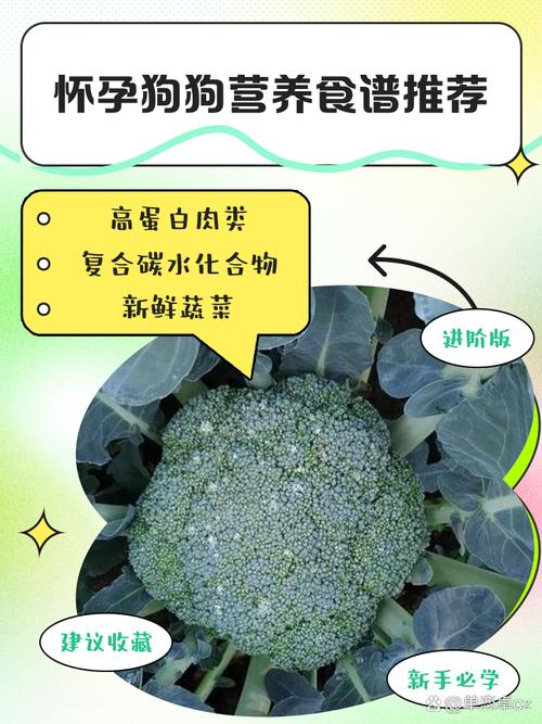 狗狗怀孕吃什么好