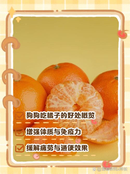 给狗狗吃桔子好不好?