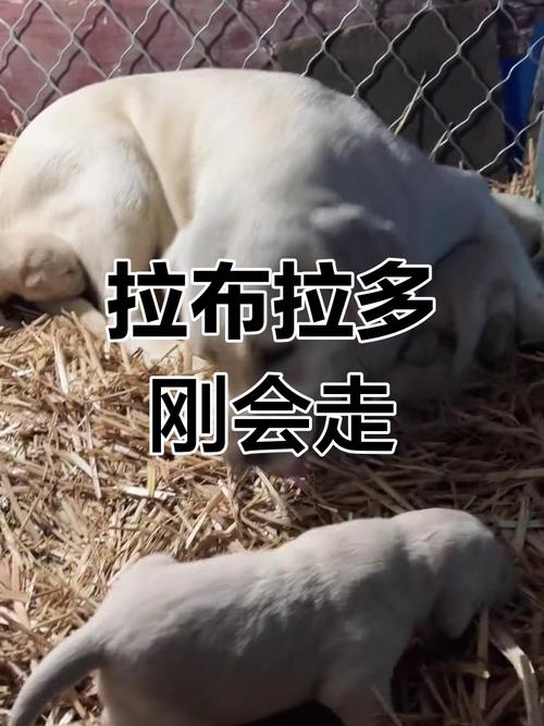 狗狗多少天会走路