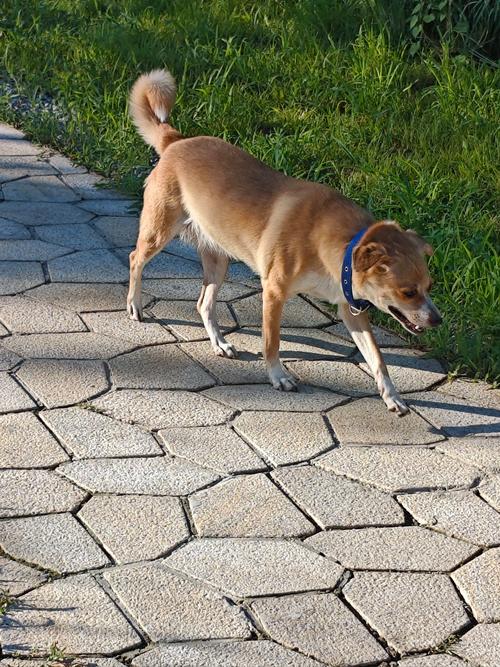 新生小狗几天会走