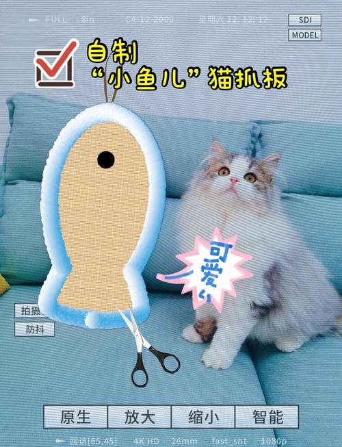 猫咪可以玩什么玩具?