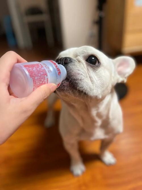 1岁的狗子可以喝益力多吗?