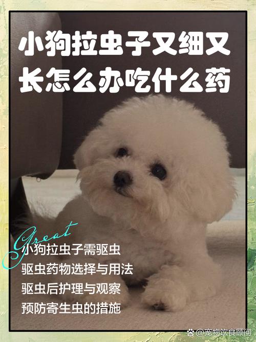 两个月的狗狗拉出虫子怎么办?