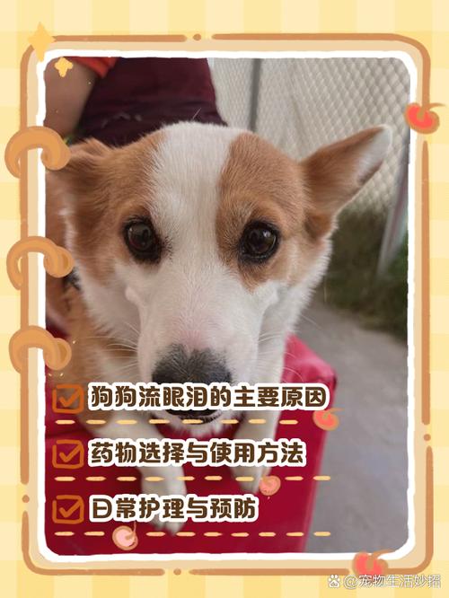 狗狗流眼泪是什么原因要买什么药