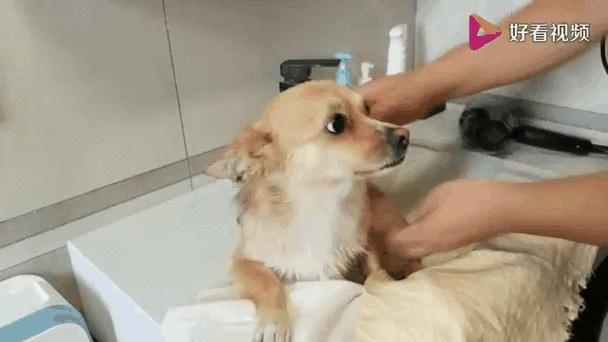 狗狗害怕吹风机的声音是为什么呢?