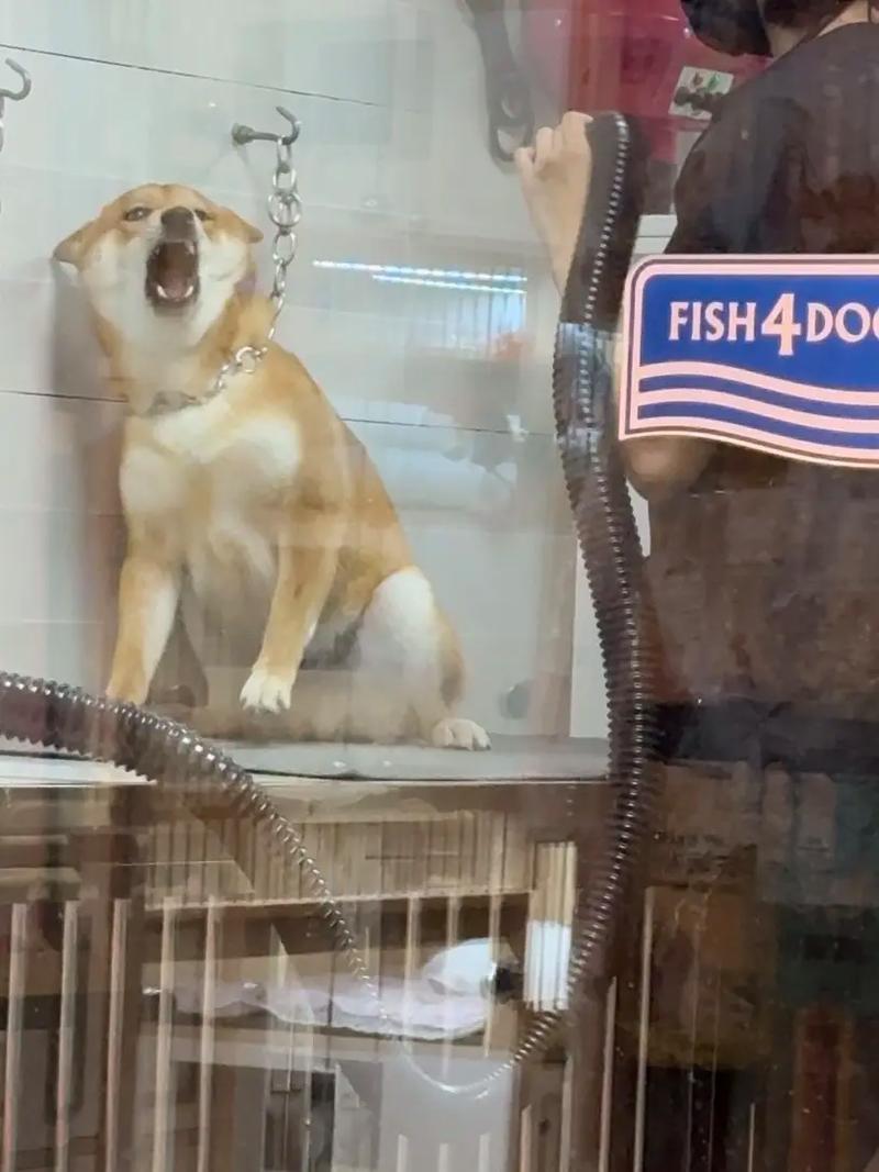 狗特别害怕吹风吗