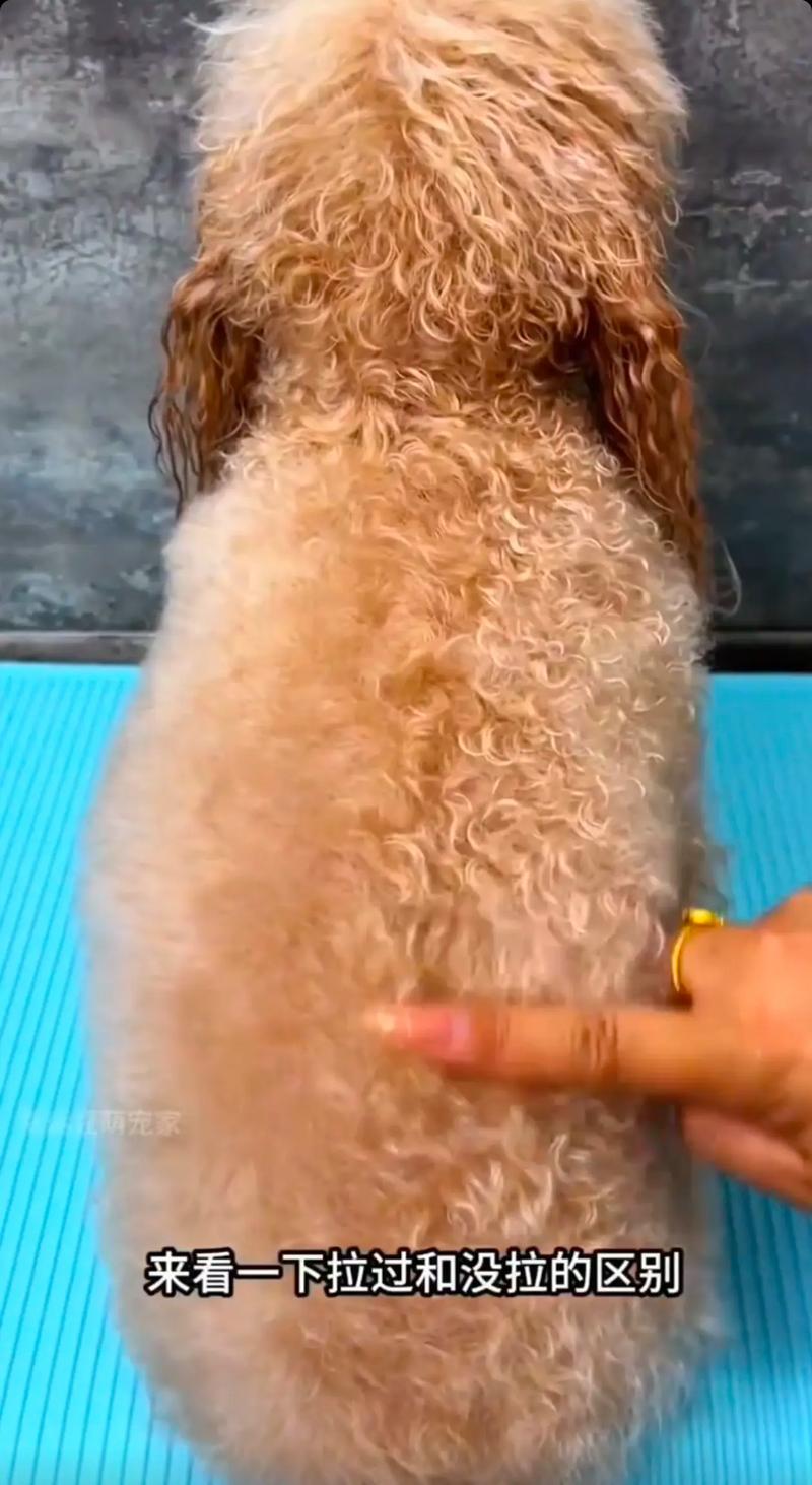 怎么样能让狗狗乖乖吹风