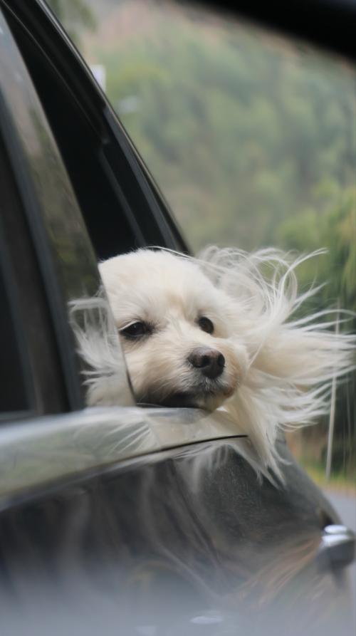 狗狗大了不让用吹风机吹怎么办?