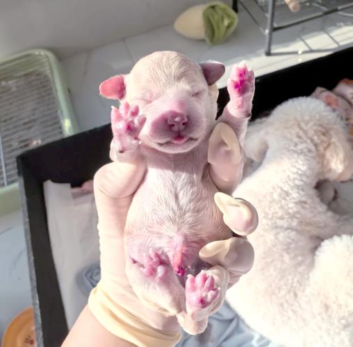 狗狗几个月生宝宝?