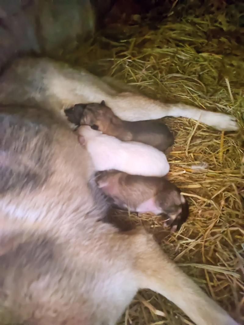 狗狗怀孕几个月才生宝宝