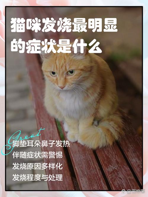 猫咪发烧最明显的症状是什么?