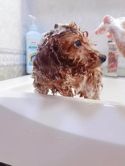 40天的狗狗能洗澡吗