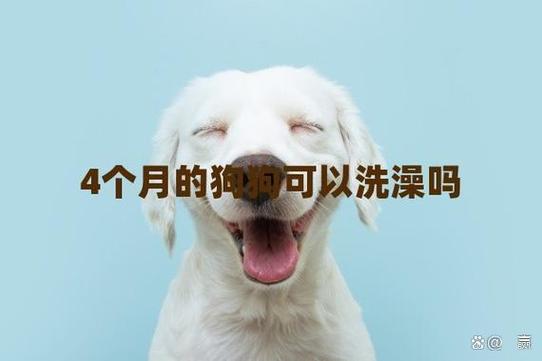 40天的小狗可以洗澡吗