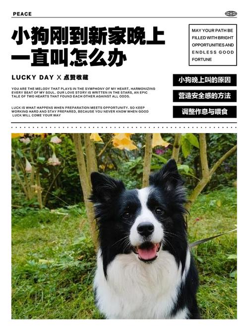 刚到家的狗狗晚上一直叫怎么办