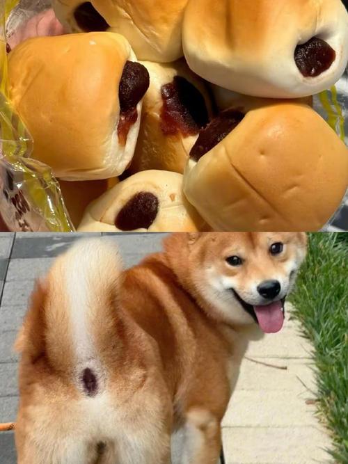 狗可以吃豆沙吗