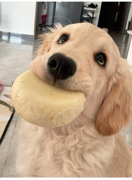 狗狗吃了我半个蛋糕有豆沙有点油甜的会有事吗