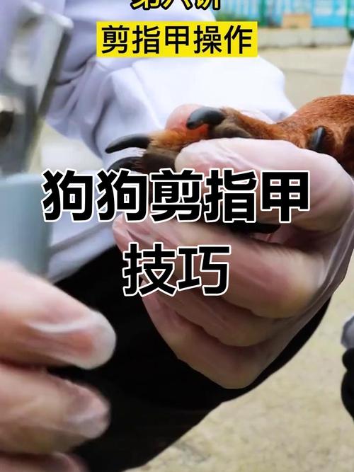狗狗的指甲应该留多长