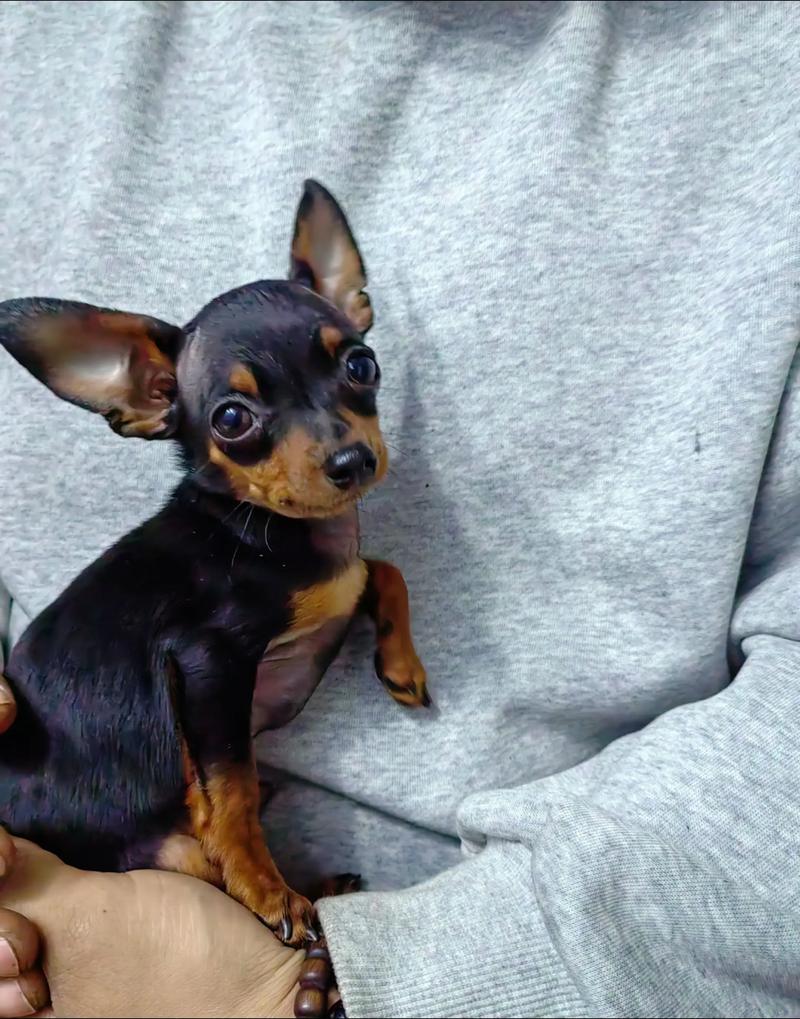 小鹿犬指甲多长为标准