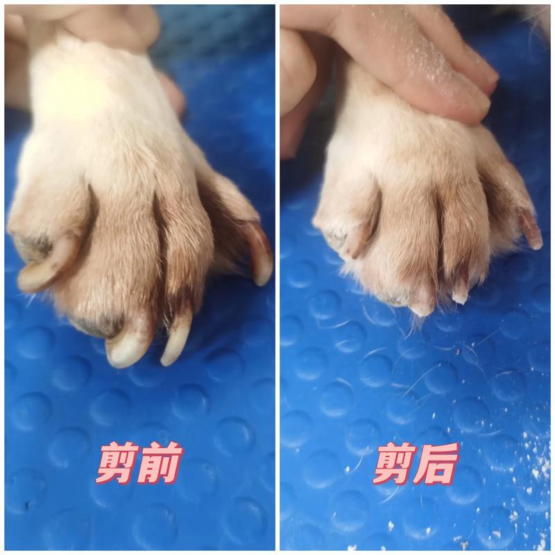 大型犬指甲留多长合适