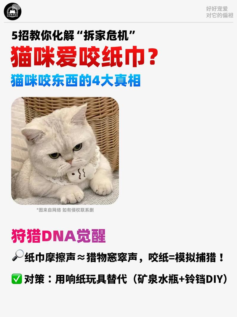 养的猫喜欢拆家怎么办?