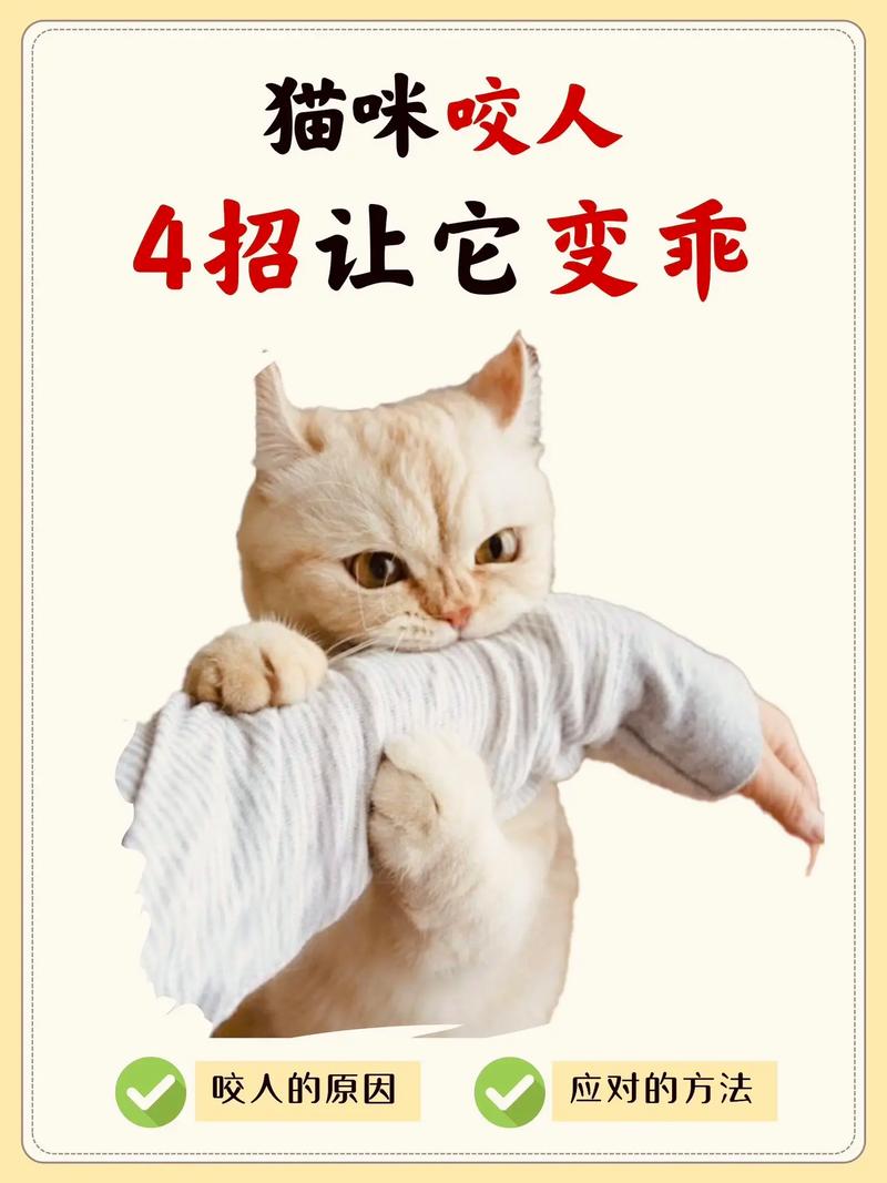 猫拆家怎么办