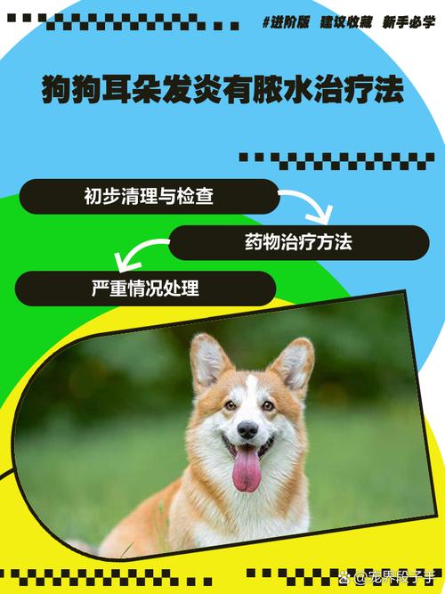 狗狗耳朵发炎流脓怎么办