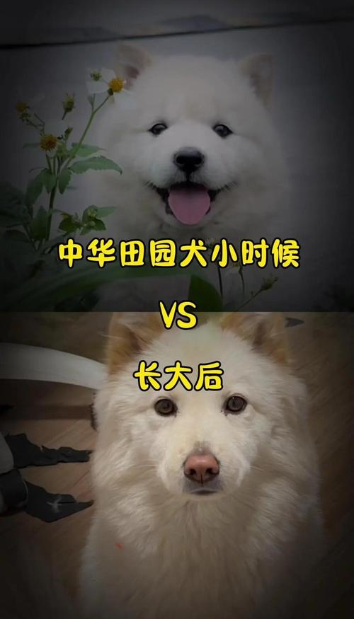 狗狗到几个月长成大狗?