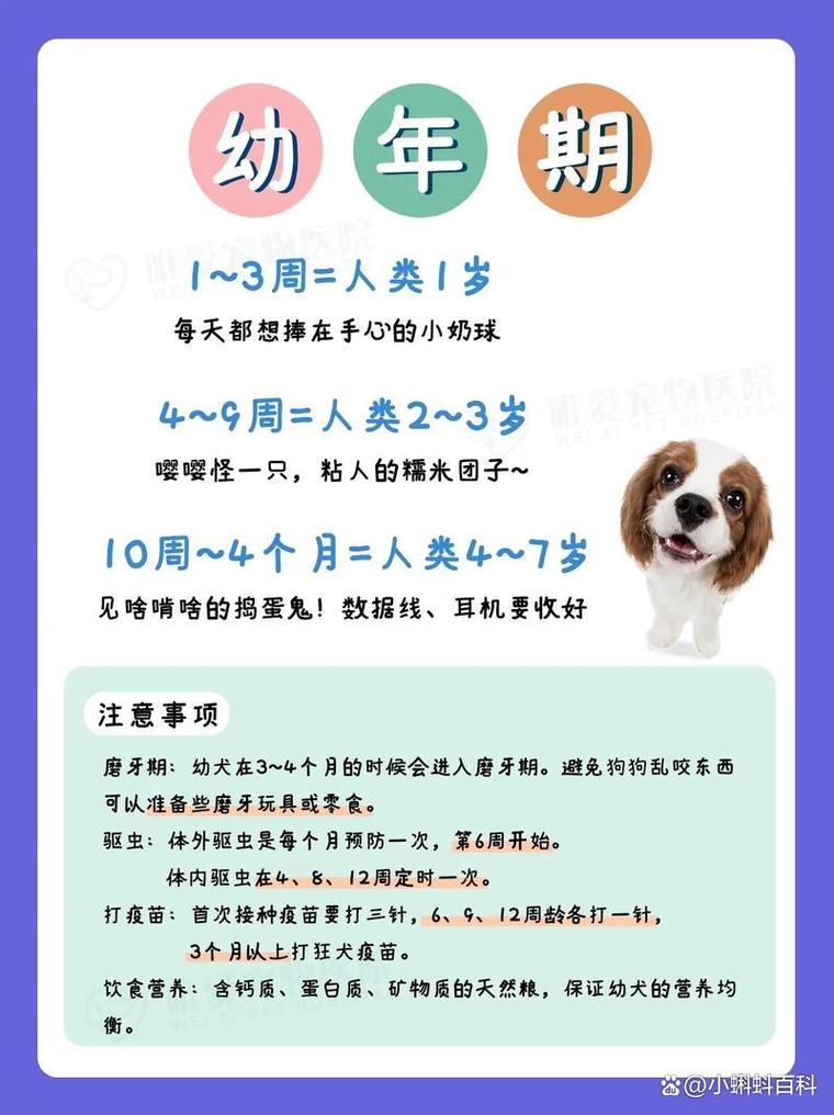请问狗狗几个月大算成犬了