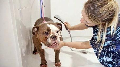 狗狗几个月算成犬,什么时候第一次发情