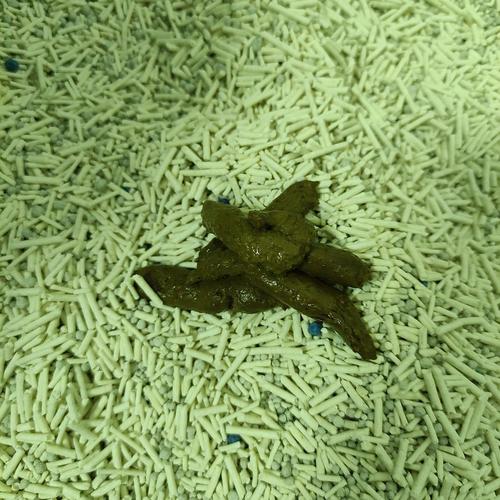 猫拉墨绿色的稀屎但是很活泼