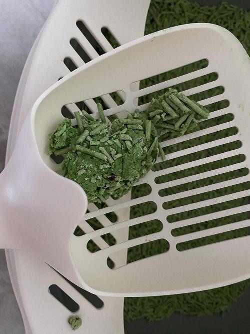 猫拉绿色的稀屎