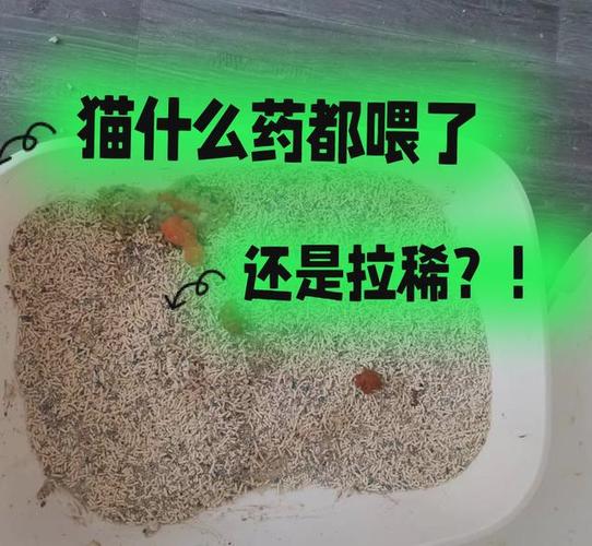 猫拉绿色稀便怎么回事