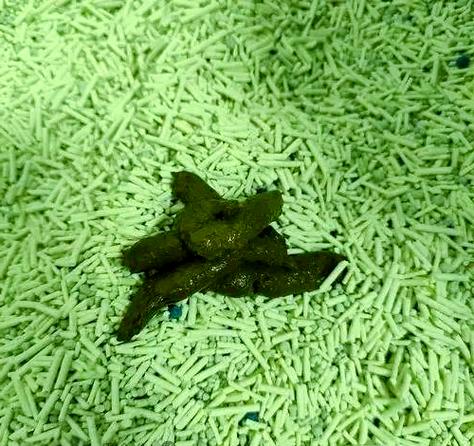 猫拉绿色的稀屎怎么办