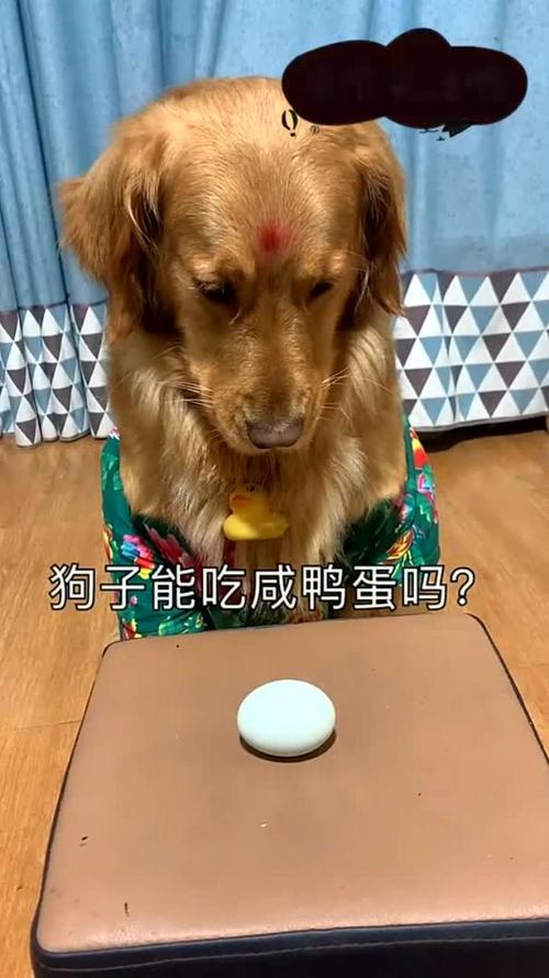 狗能吃鸭蛋黄吗
