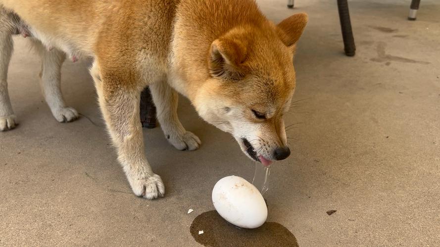 狗狗吃鸭蛋黄好不好?
