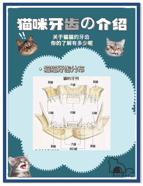 猫咪牙齿掉了怎么办