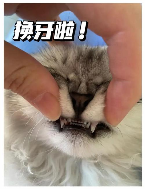 猫牙齿掉了