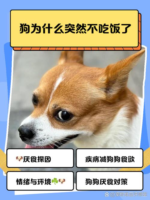为什么我家狗狗会突然不爱吃饭