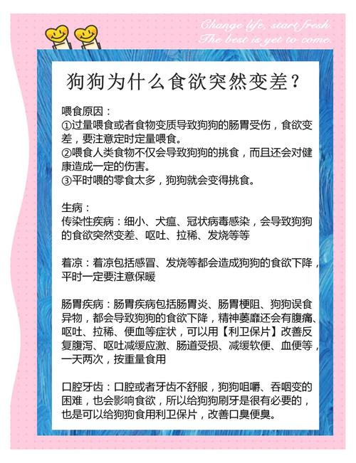 狗狗不爱吃饭的6大原因和解决办法