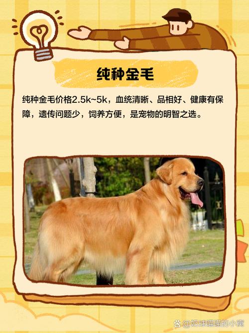 黑色金毛犬多少钱一只?